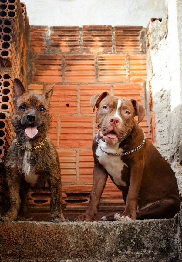 Communication animale courte pour deux animaux