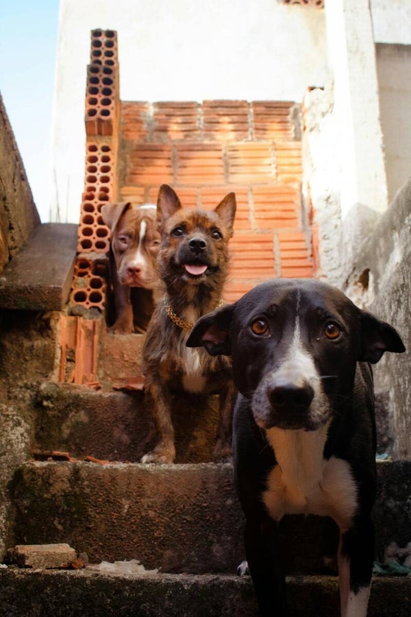 Communication animale courte pour trois animaux