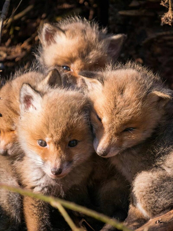 Communication animale complète pour trois animaux