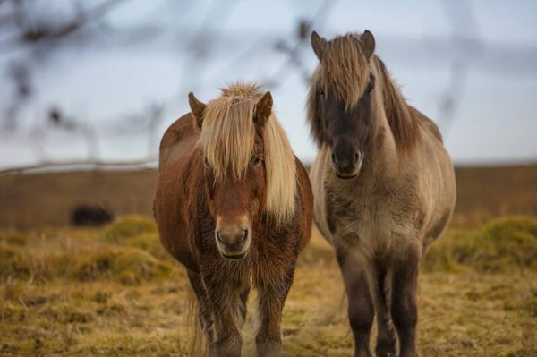 Communication animal complète pour deux animaux