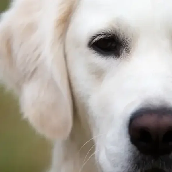 Accompagnement d'un animal en fin de vie