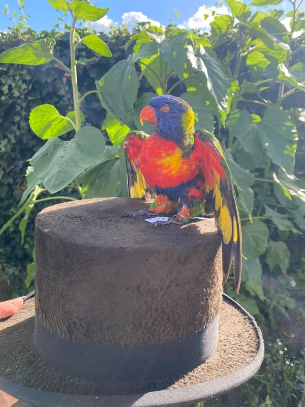Lori van de blauwe bergen