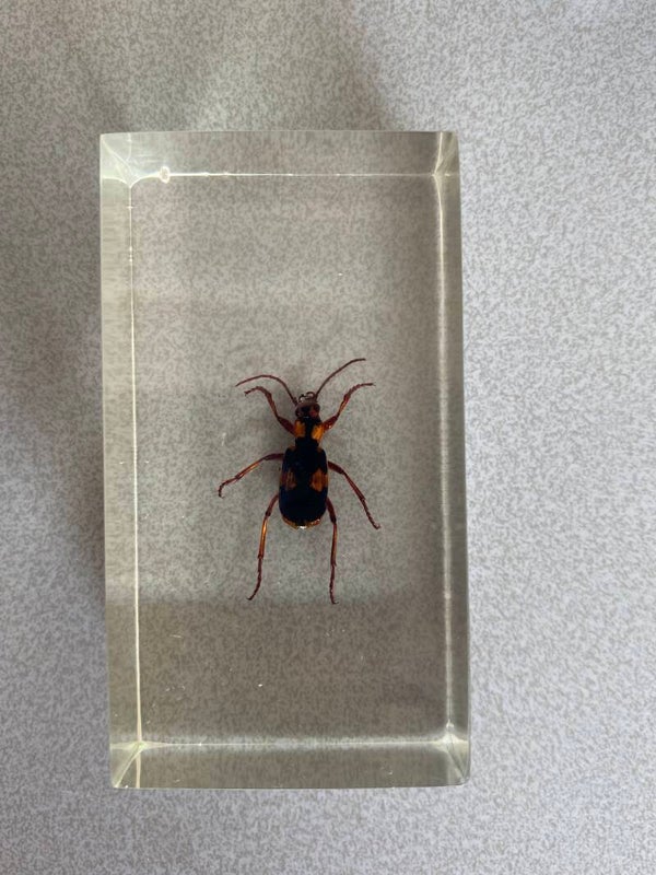 Bombardier kever in hars.