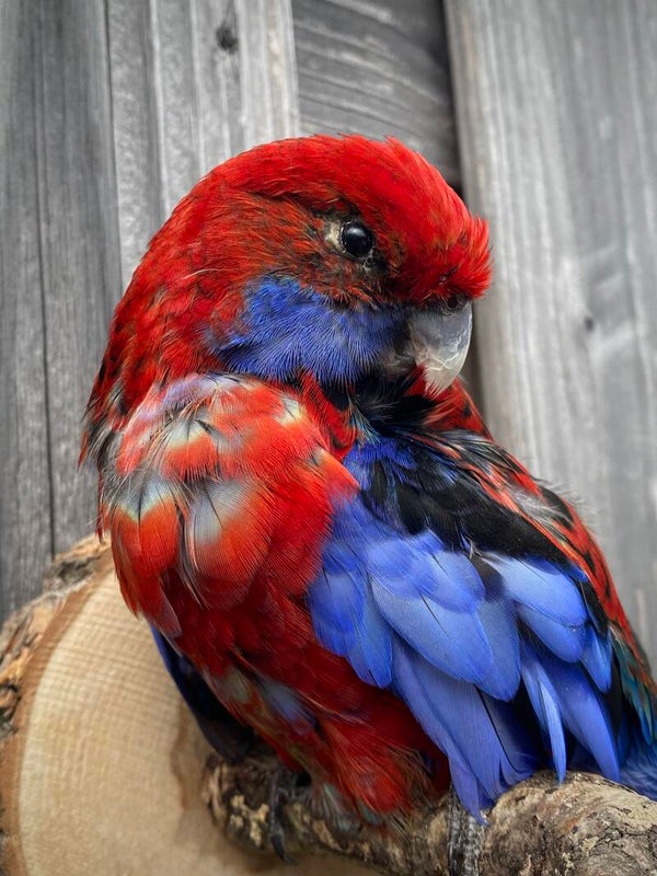 Rosella opgezet