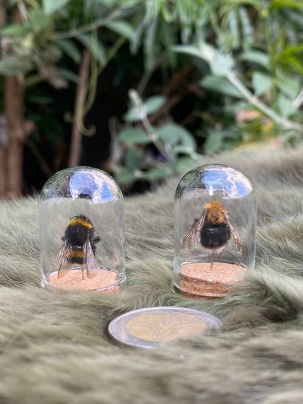 Mini stolpjes met hommels