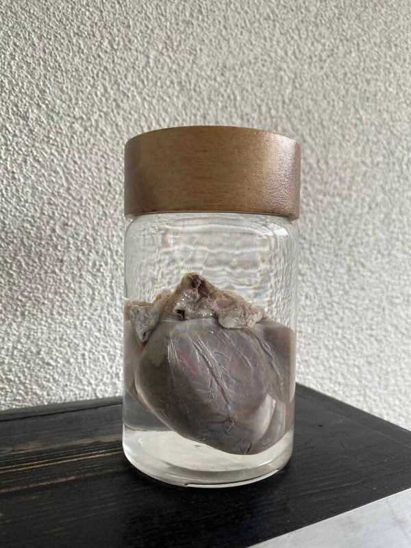 Hondenhart op sterk water