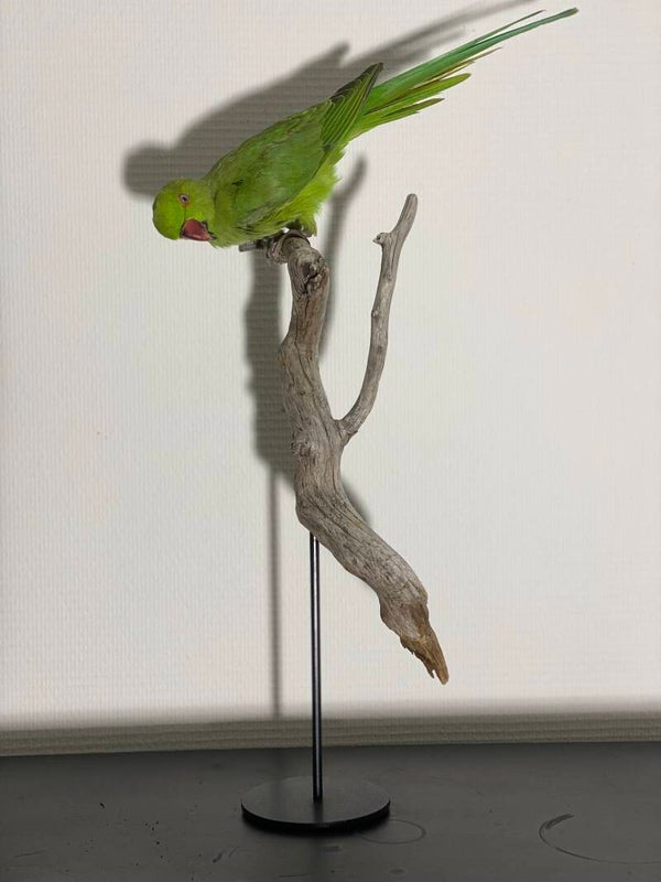 Juveniele halsbandparkiet