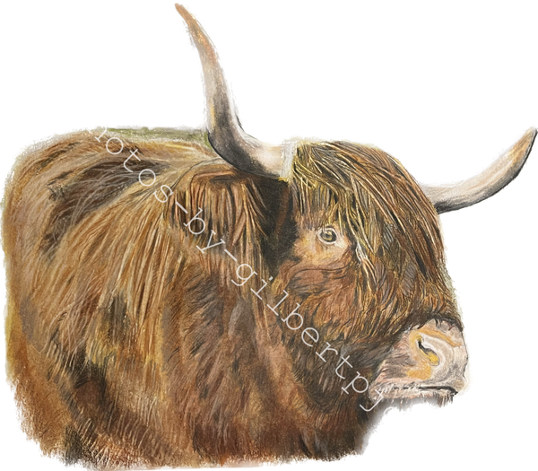 Mr Cow