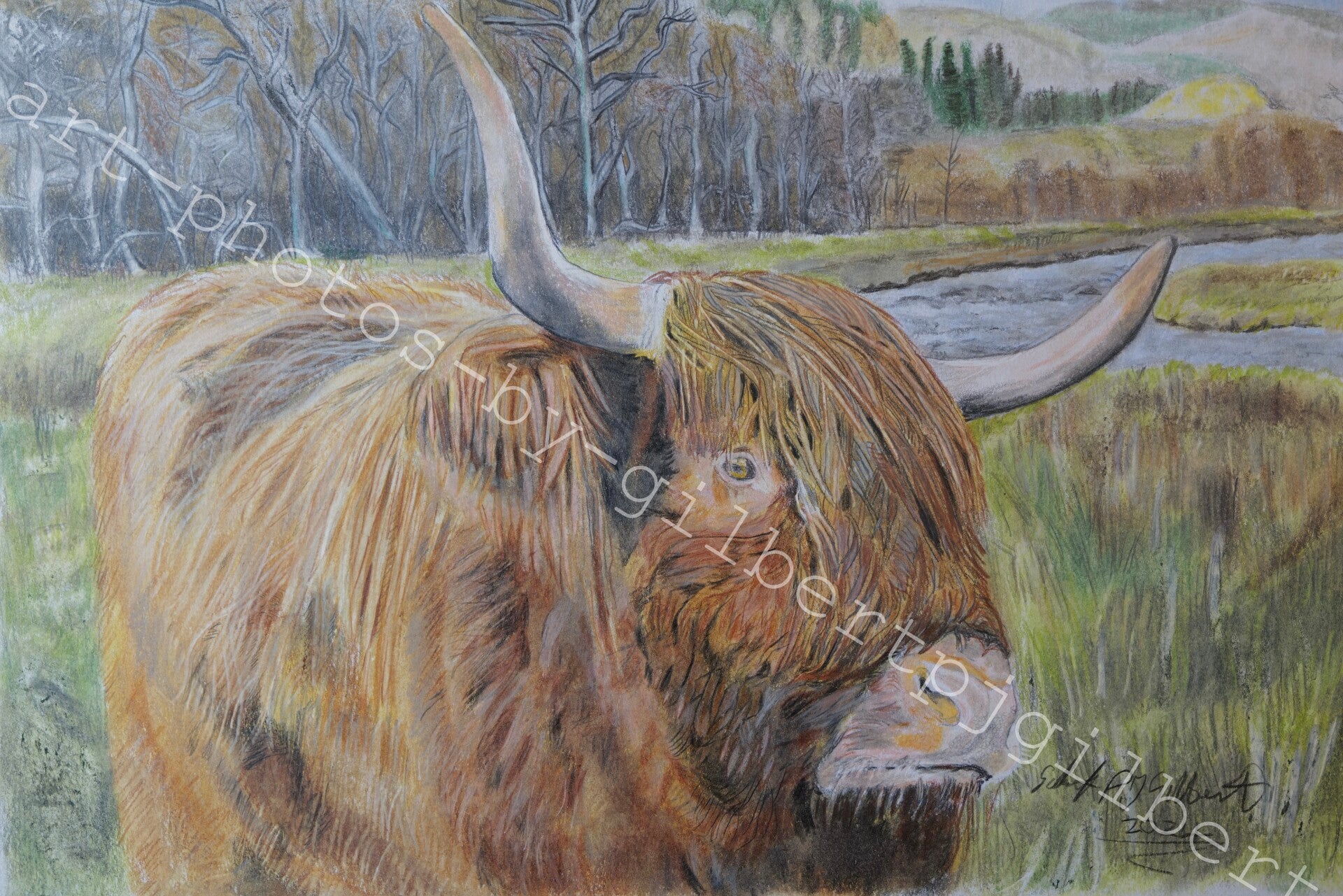 Highland Cow (Original Artwork - A4 Pencil on Paper)