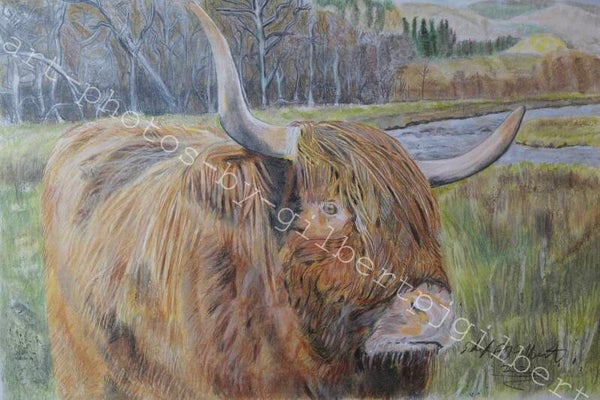 Highland Cow (Original Artwork - A4 Pencil on Paper)