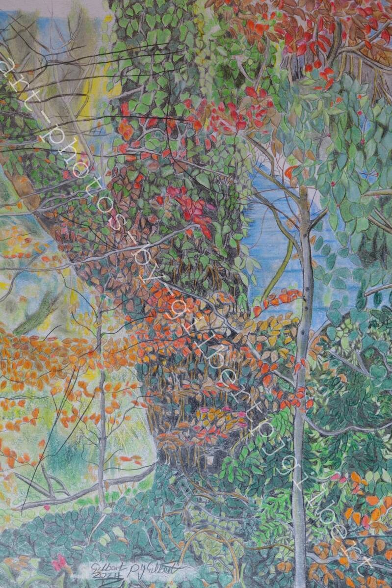 The tree in Scotland