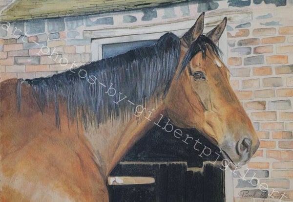 Stable Portrait (Original Artwork - A4 Watercolour on Paper)