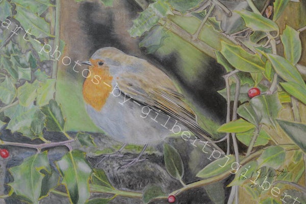 Robin Amongst Holly (Original Artwork - A4 Pencil on Paper)