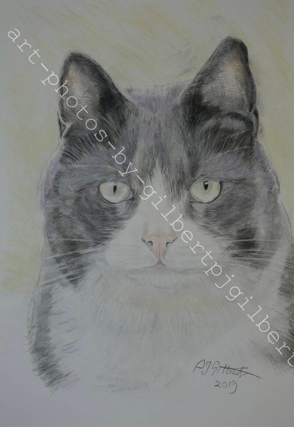 Grey Whiskers Portrait (Original Artwork - A4 Pencil on Paper)