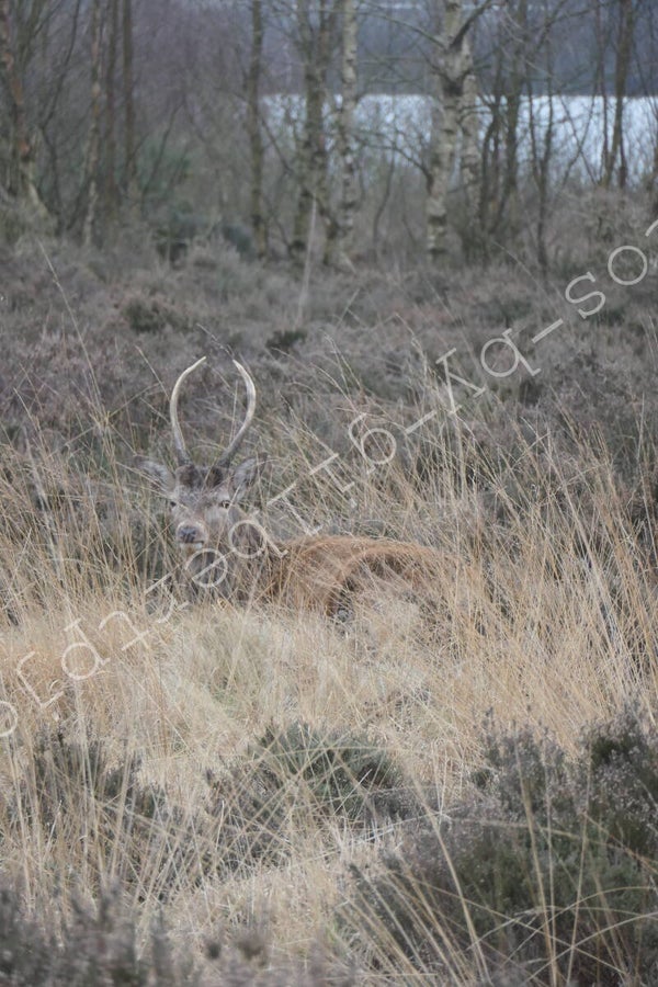 Can you see me?