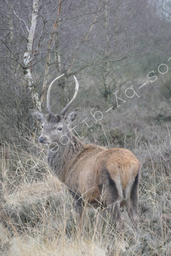 Chase Water Buck