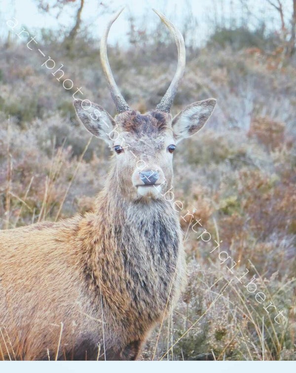 Proud Buck