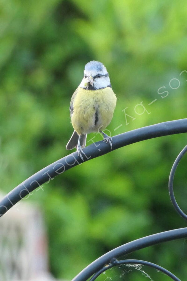 Blue Tit, Ready for Maiden Flight
