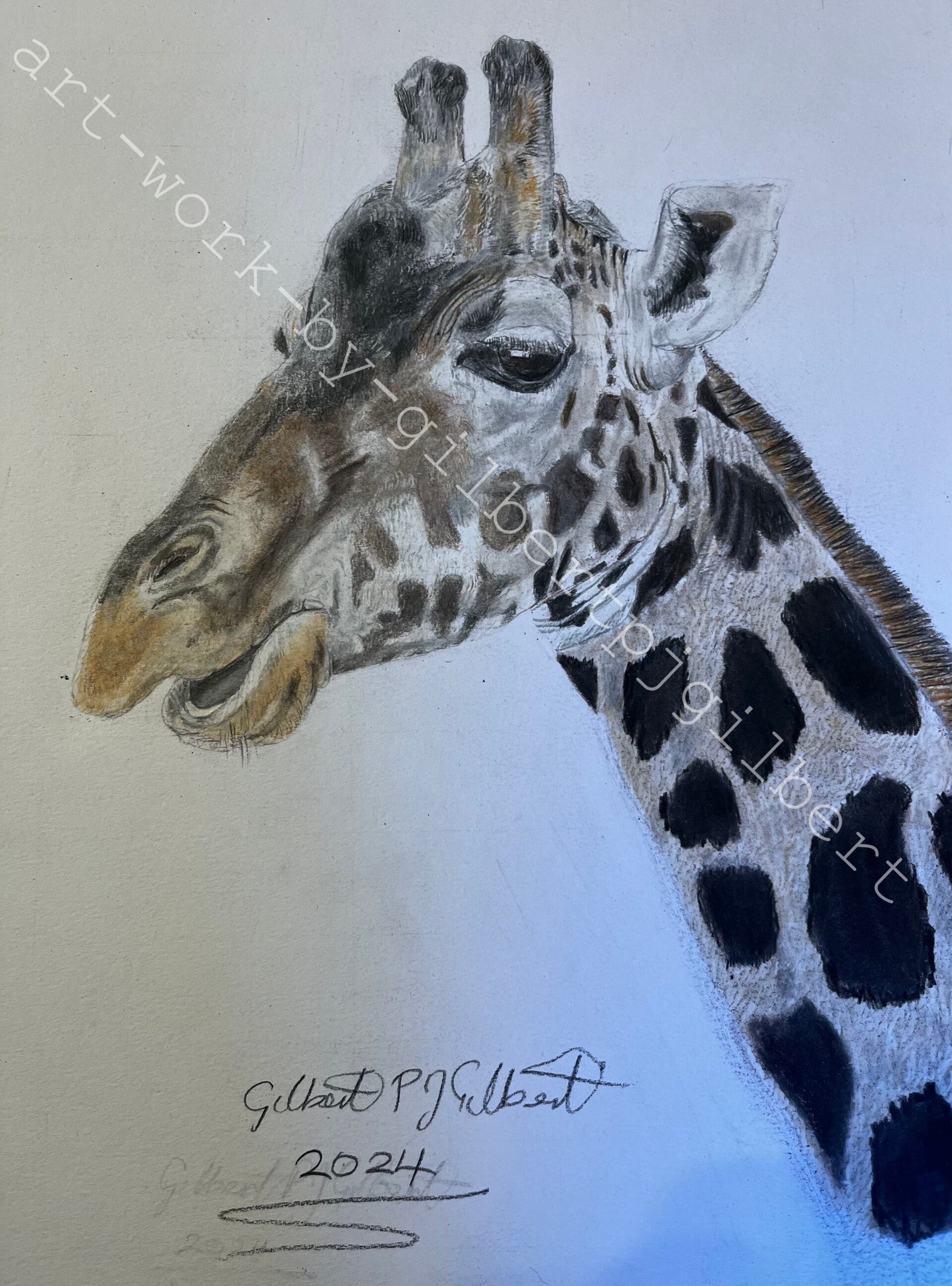 Giraffe Study (Original Artwork - A4 Pencil on Paper)