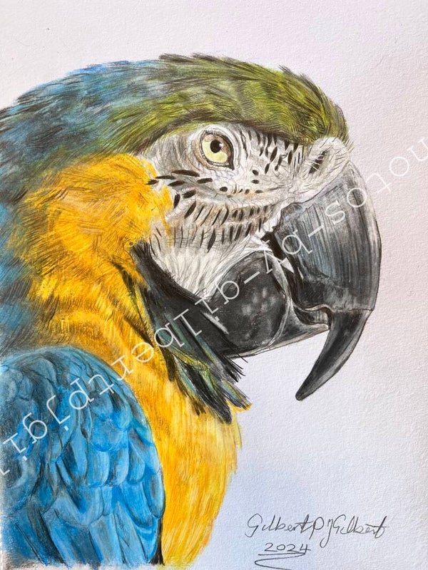 Tropical Majesty (Original Artwork - A4 Pencil on Paper)