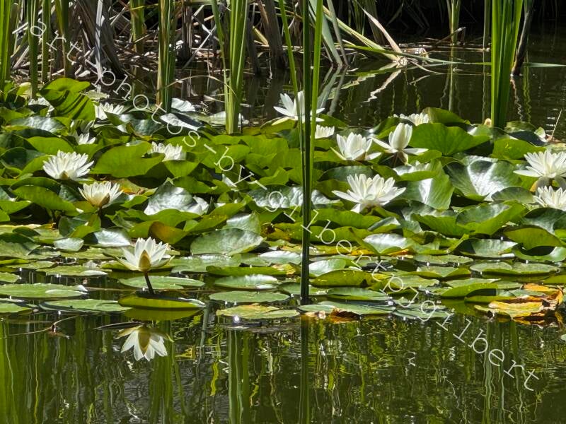 Water Lillies 2