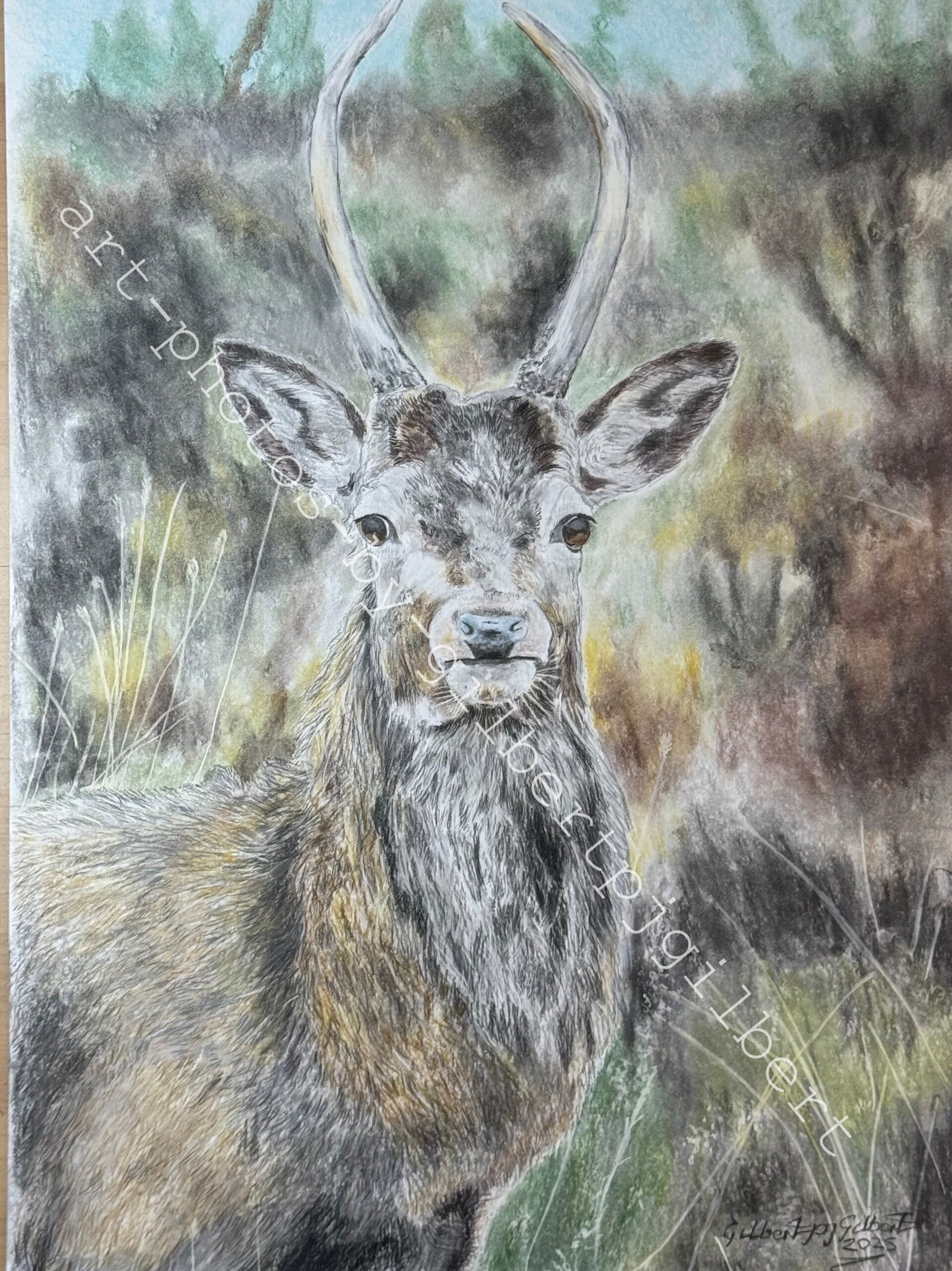 Majestic Buck (Original Artwork - A3 Pencil on Paper)