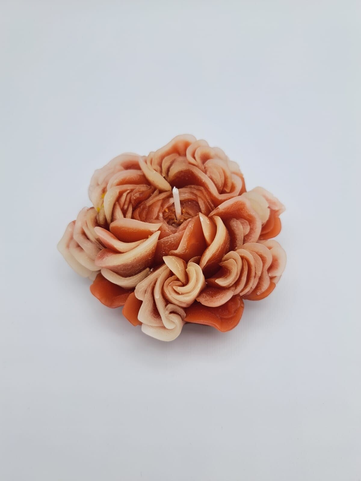 Gänseblume rot/rosa