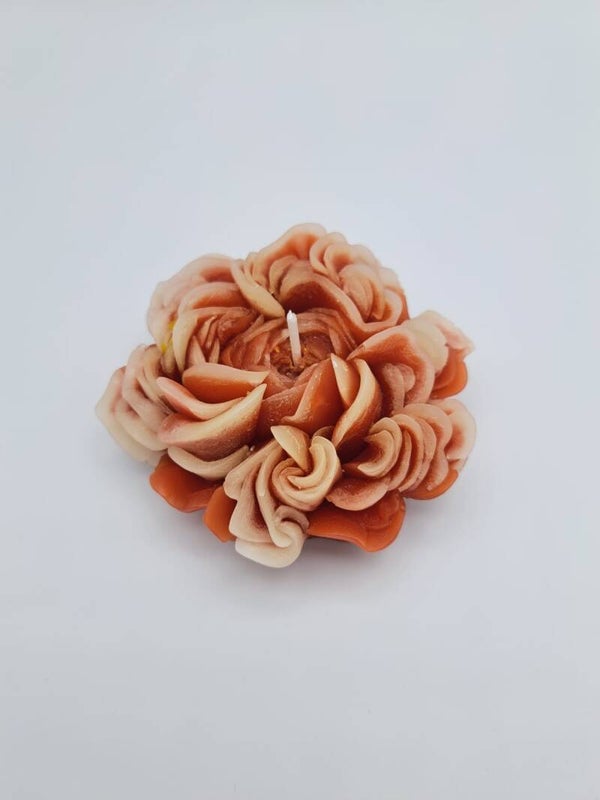 Gänseblume rot/rosa