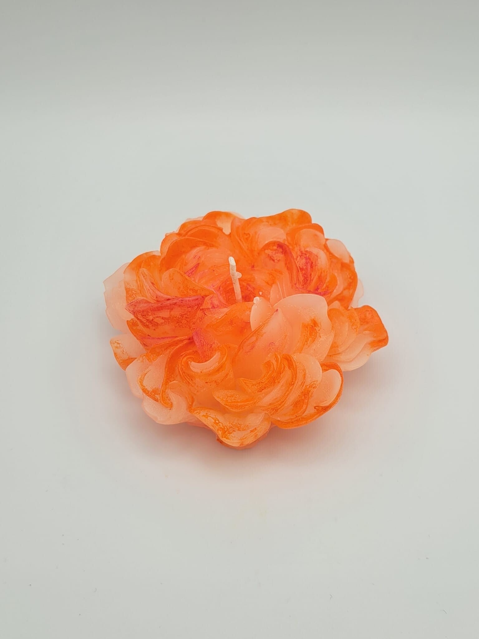 Gänseblume rot/orange