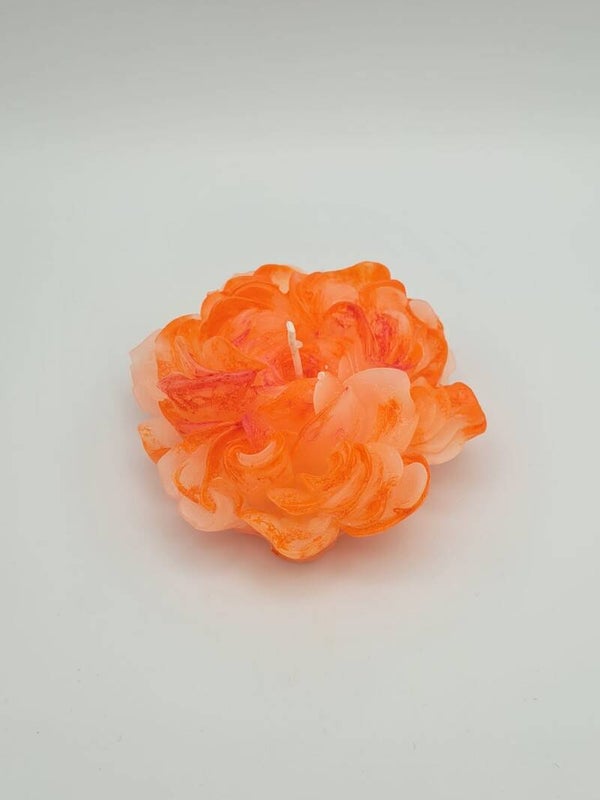 Gänseblume rot/orange