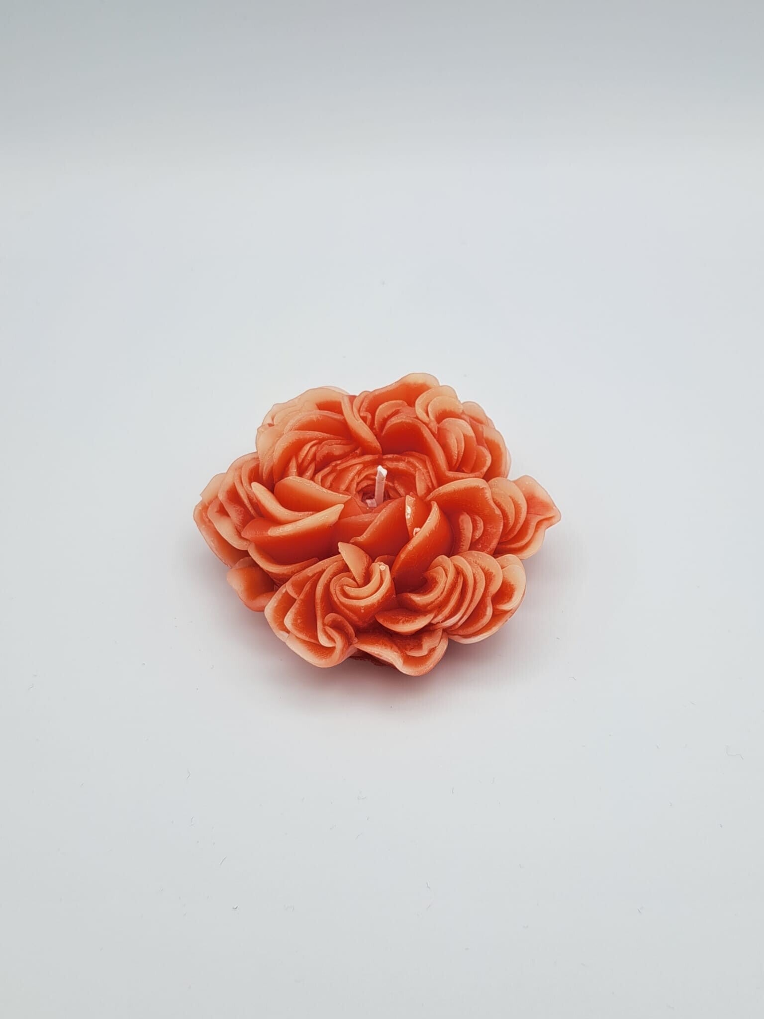 Gänseblume rot/rosa