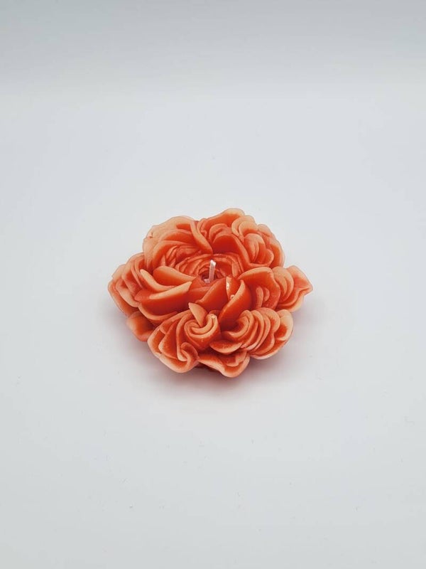 Gänseblume rot