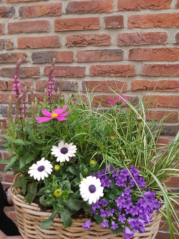 Mand zomerbloeiers