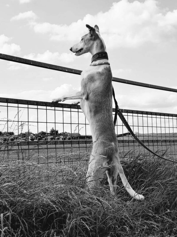 senior windekindjes oppas en vakantie