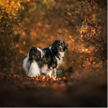 Stervensbegeleiding voor dieren gelderland