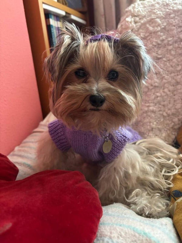 Jersey Violet color violeta