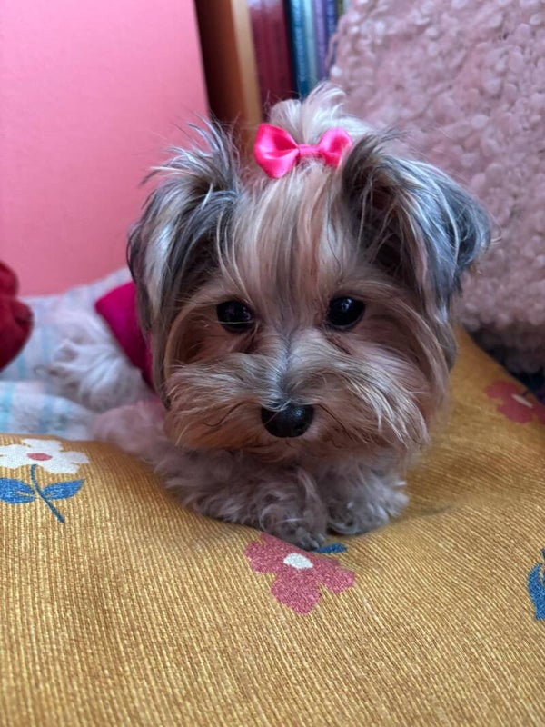 Lazos de raso liso color fucsia