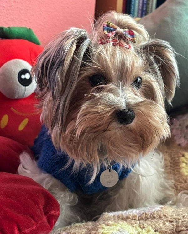 Jersey Sofia Azul eléctrico