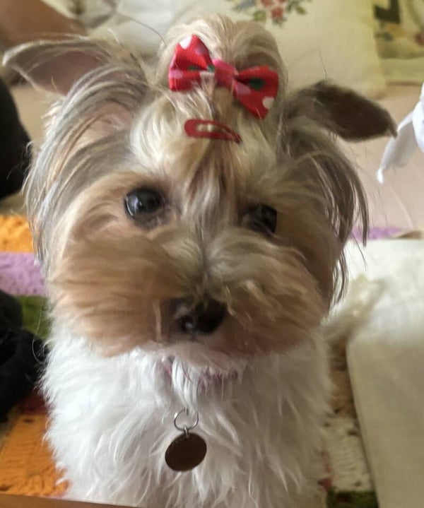 Lazos estampados de colores