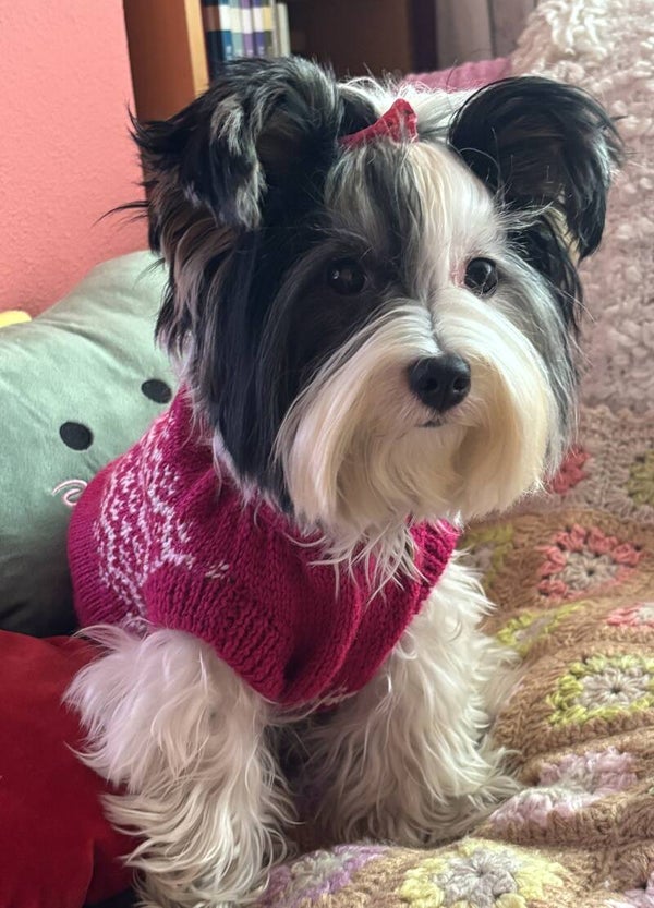 Jersey Lana de punto noruego