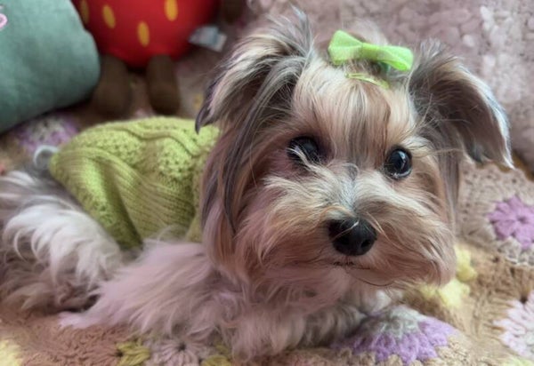 Jersey Yvonne verde lima