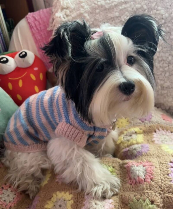 Jersey Shirley a rayas rosa y azul