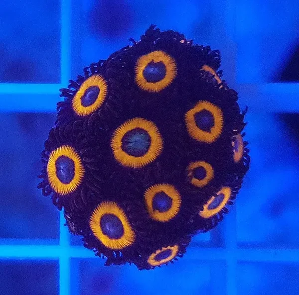 Zoanthus spec. - Krustenanemonen - Jonny C Pumkin