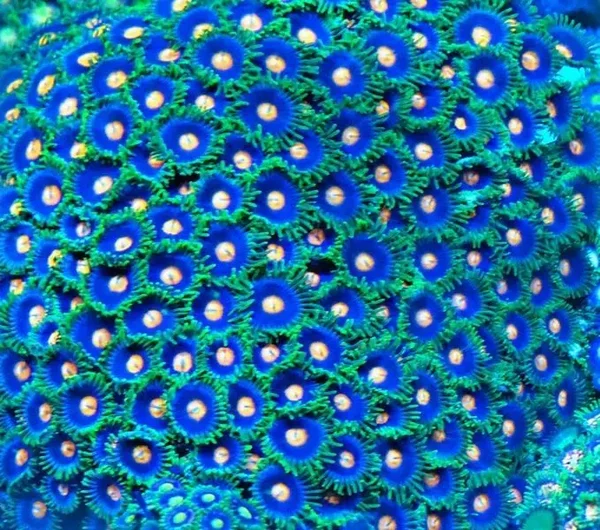 Zoanthus blue lagoon - Krustenanemone