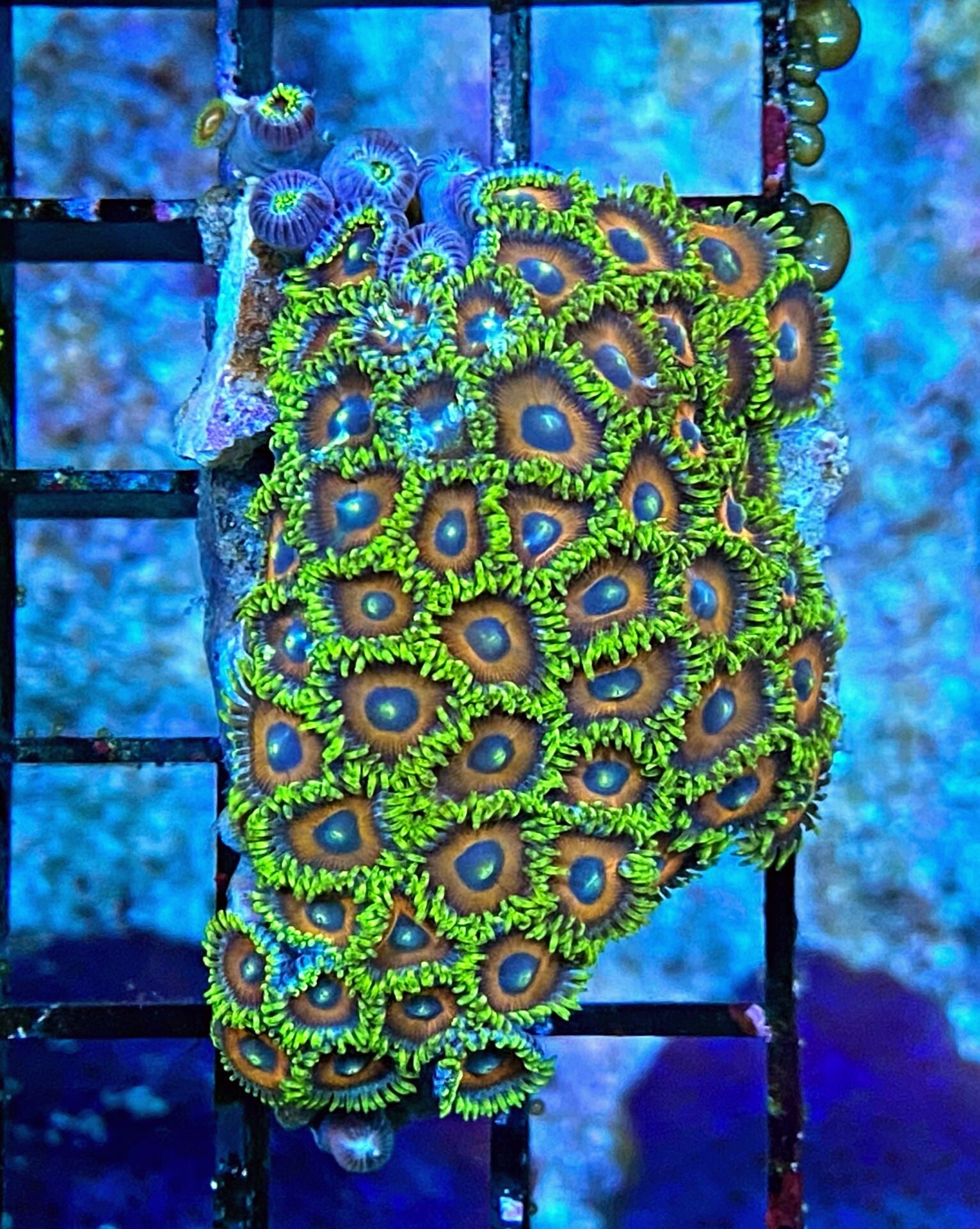 Zoanthus Color Jungle Juice Krustenanemone