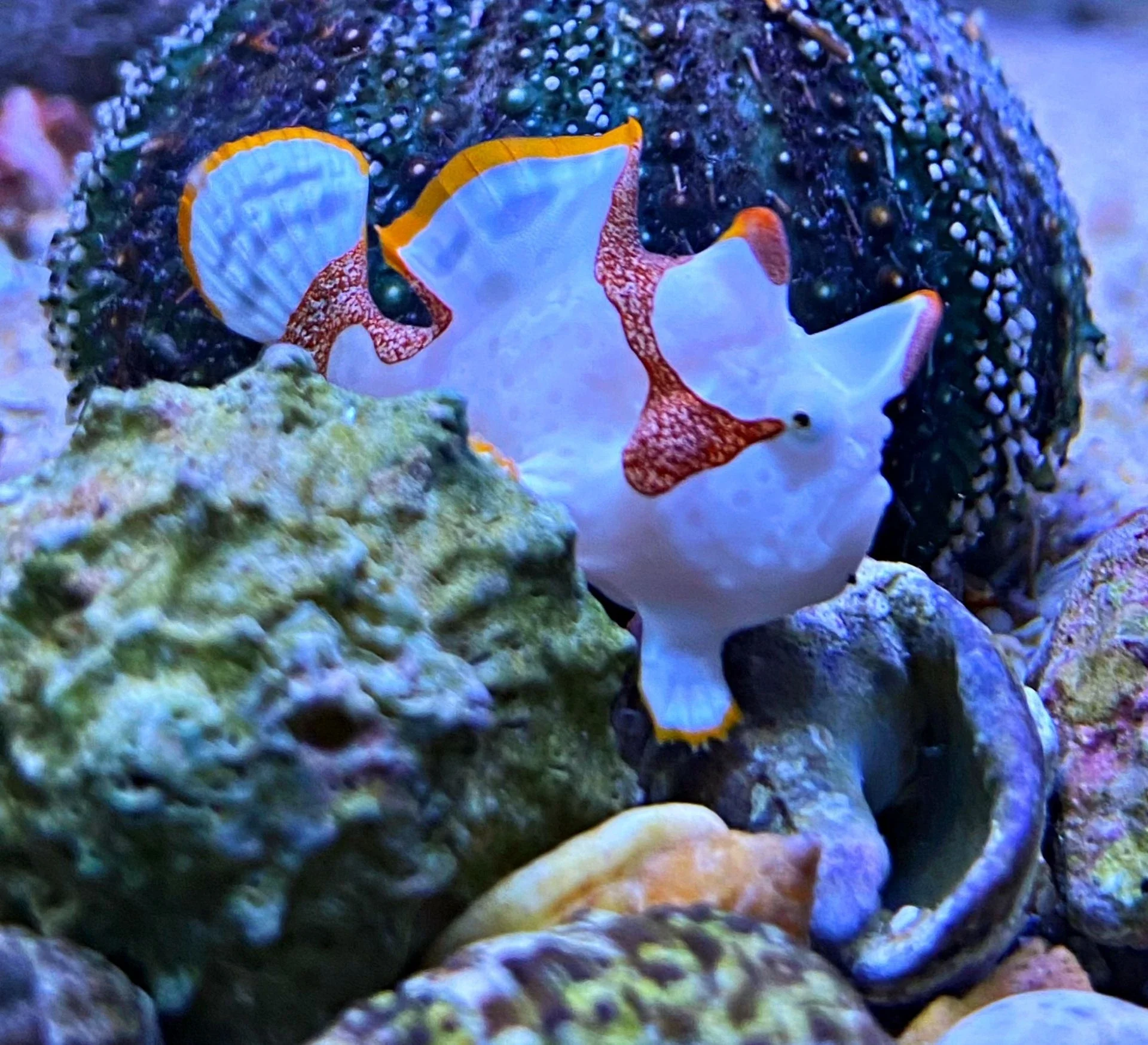 Antennarius maculatus Anglerfisch Color