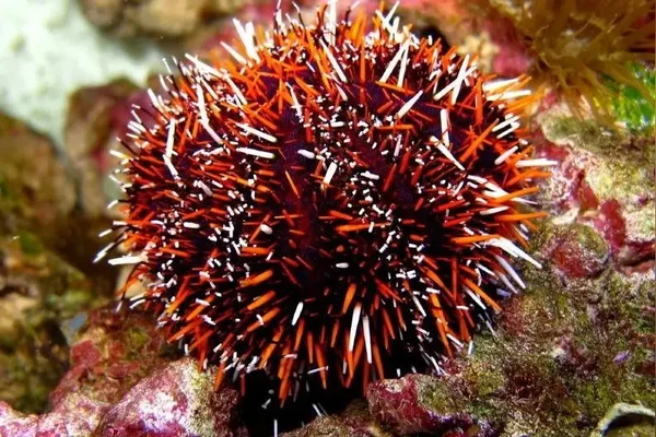 Seeigel Tripneustes gratilla Pfaffenhut-Seeigel