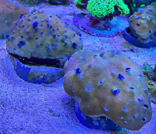 Porites lobata - Multicolor
