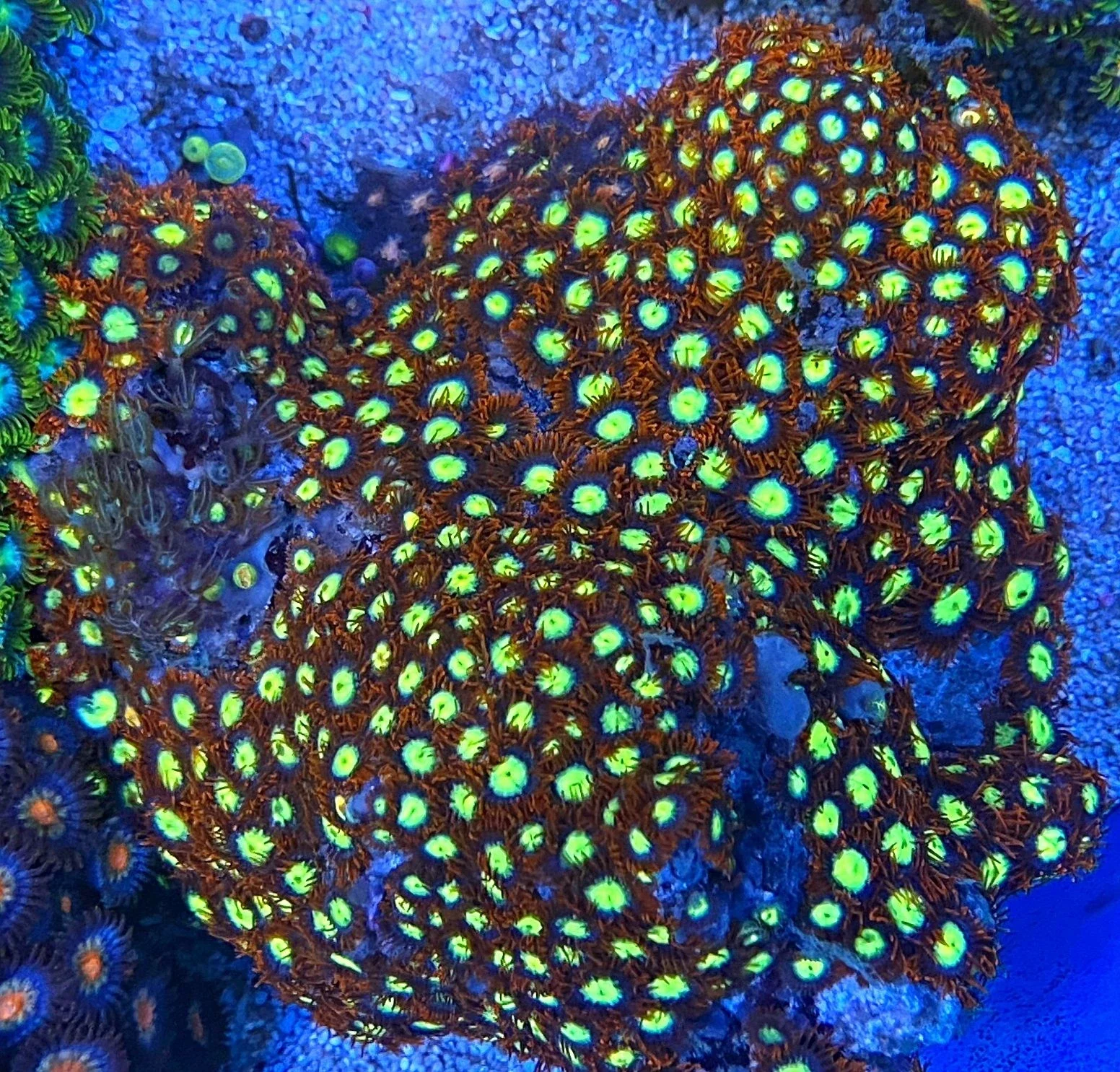 Zoanthus crystal fire - Krustenanemone