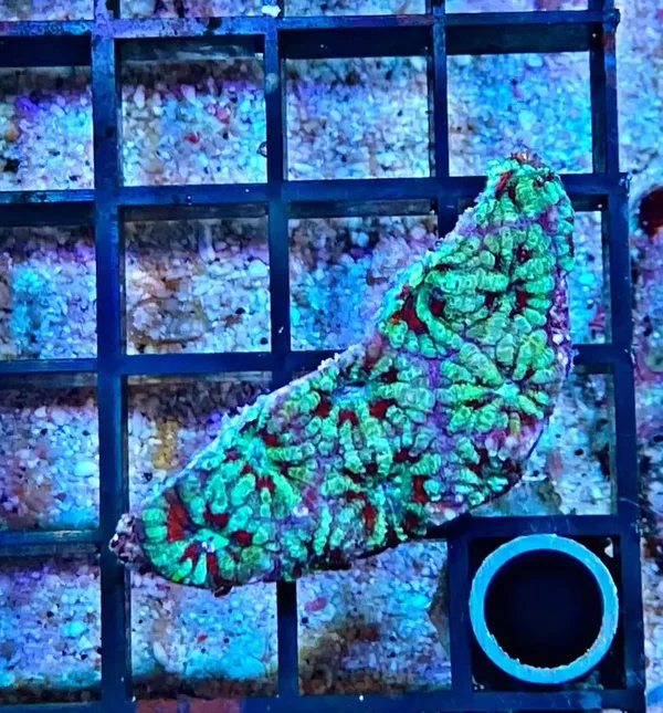 Acanthastrea lordhowensis - Großpolypige Steinkoralle - WYSIWYG 121